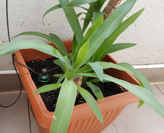Host plant